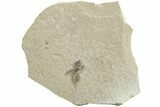 Eocene Fossil Cricket (Orthoptera) - Green River Formation #237528-1